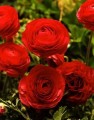 Ranunculi Red
