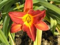 Kyooma Garnet Flame