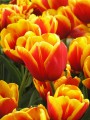 Bulk Tulips - Kees Nelis
