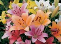 Mixed LA Liliums