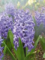 Delfs Blue