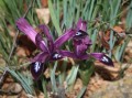 Reticulata Purple Gem (Dwarf Iris)