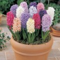 Mixed colours