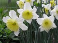 Ice Follies