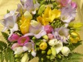 Refracta Freesias