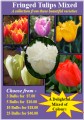 Mixed Fringed Tulips