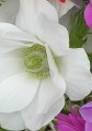 Anemone White