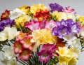Garden Massing Freesias