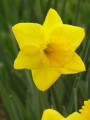Yellow Trumpet