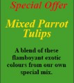 Mixed Parrot Tulips