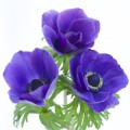 Anemone Blue