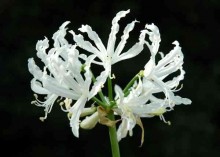 Alba Nerine