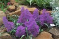 Cumosum Plumposum