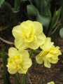 Yellow Cheerfulnes