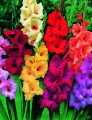 Mixed Gladiolus