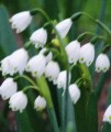 Snowflakes (Oz Snowdrops)