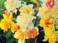 Mixed Double Daffodils