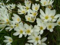 White Crocus