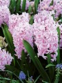 Pink Surprise