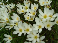 White Crocus