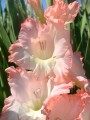 Top Pink