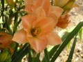 Celestial Peach