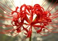 Lycoris Radiata