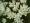 White Crocus