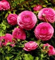 Ranunculi Deep Pink