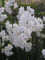 Paper Whites