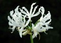 Alba Nerine