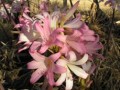 Pink Belladonna