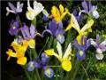 Dutch Iris Mixed Colours