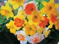 Mixed Daffodils