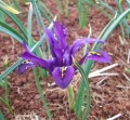 Reticulata JS DIJT (Dwarf Iris)