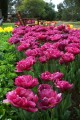 Bulk Tulips - Margarita