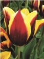  Bulk Tulips - Gavota