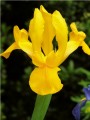 Dutch Iris Orange Beauty