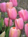 Bulk Tulips - Menton