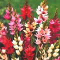 Ixia 