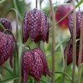 Fritillaria Meleagris