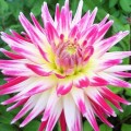 Cha Cha Cactus Dahlia
