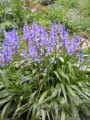 Spanish Bluebells