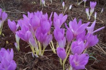 Colchiucum Byzantinum