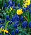 Grape Hyacinths Heavenly Blue