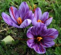 Saffron Crocus
