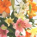 Mixed Asiatic Liliums