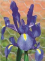 Dutch Iris Telstar