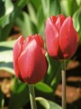 Bulk Tulips - Ile de France
