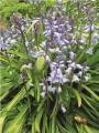 Bluebells